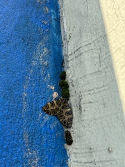 Pantherodes pardalaria