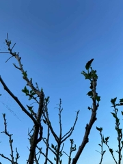 Hibiscus rosa-sinensis