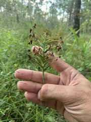 Platanthera ciliaris