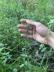 Platanthera ciliaris