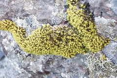 Hypodontium pomiforme