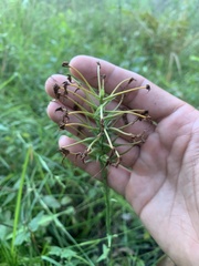 Platanthera ciliaris