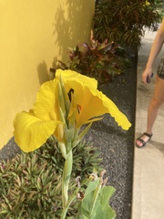 Canna × generalis