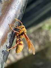 Polistes carnifex