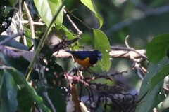 Euphonia rufiventris