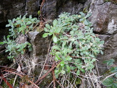 Arabis caucasica