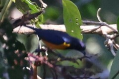 Euphonia rufiventris
