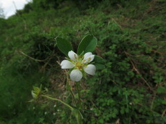 Potentilla montana
