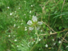 Potentilla montana