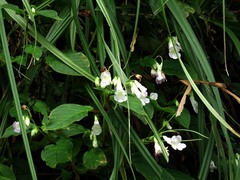 Henckelia anachoreta