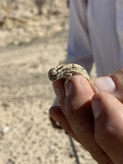 Phrynosoma mcallii