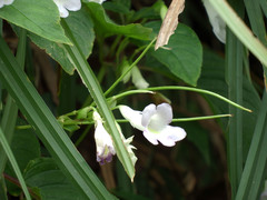 Henckelia anachoreta