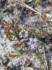 Euryomyrtus ramosissima
