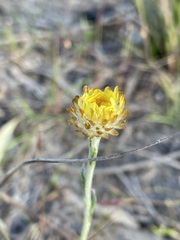 Coronidium scorpioides