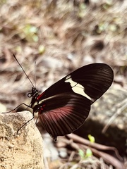 Heliconius clysonymus