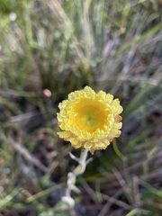 Coronidium scorpioides