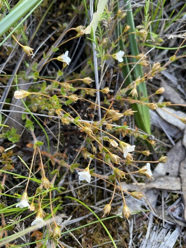 Image of Mitrasacme pilosa by (c) Matt Berger, some rights reserved (CC BY)