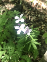 Cardamine bulbifera