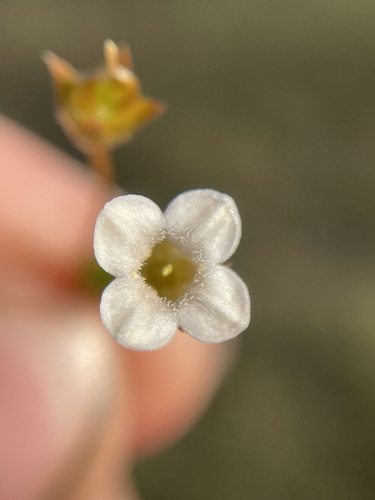 Mitrasacme pilosa (Mitrasacme pilosa)