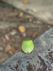 Chlorocoris