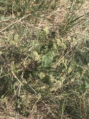Trinia glauca