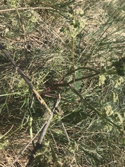 Trinia glauca