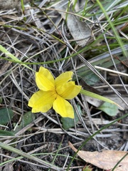 Goodenia lanata