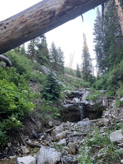 Cardamine cordifolia