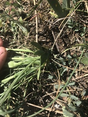 Takhtajaniantha austriaca