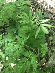 Cardamine bulbifera