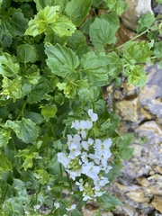 Cardamine cordifolia