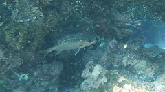 Neoniphon suborbitalis
