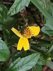 Sphagneticola trilobata