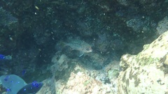 Neoniphon suborbitalis