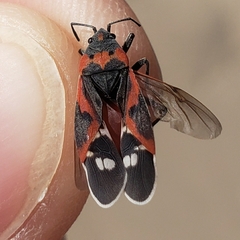 Lygaeus kalmii kalmii