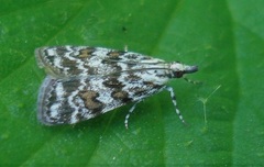 Scoparia pyralella