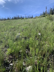 Lathyrus pauciflorus