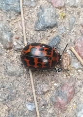 Platyphora congregata