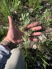 Lathyrus pauciflorus