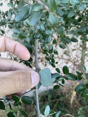 Ceanothus oliganthus