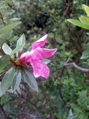 Rhododendron kanehirai