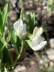 Lathyrus pauciflorus
