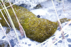 Campylopus atroluteus