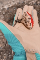 Sarcoscypha austriaca