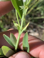 Lathyrus pauciflorus