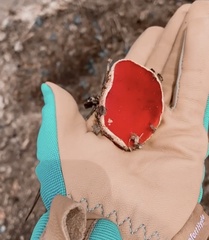 Sarcoscypha austriaca