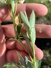 Lathyrus pauciflorus