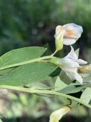 Lathyrus pauciflorus