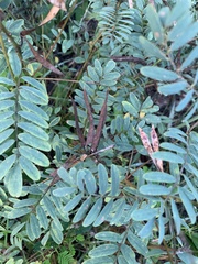 Tephrosia virginiana