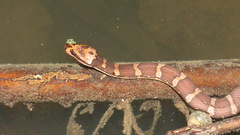 Homalopsis buccata